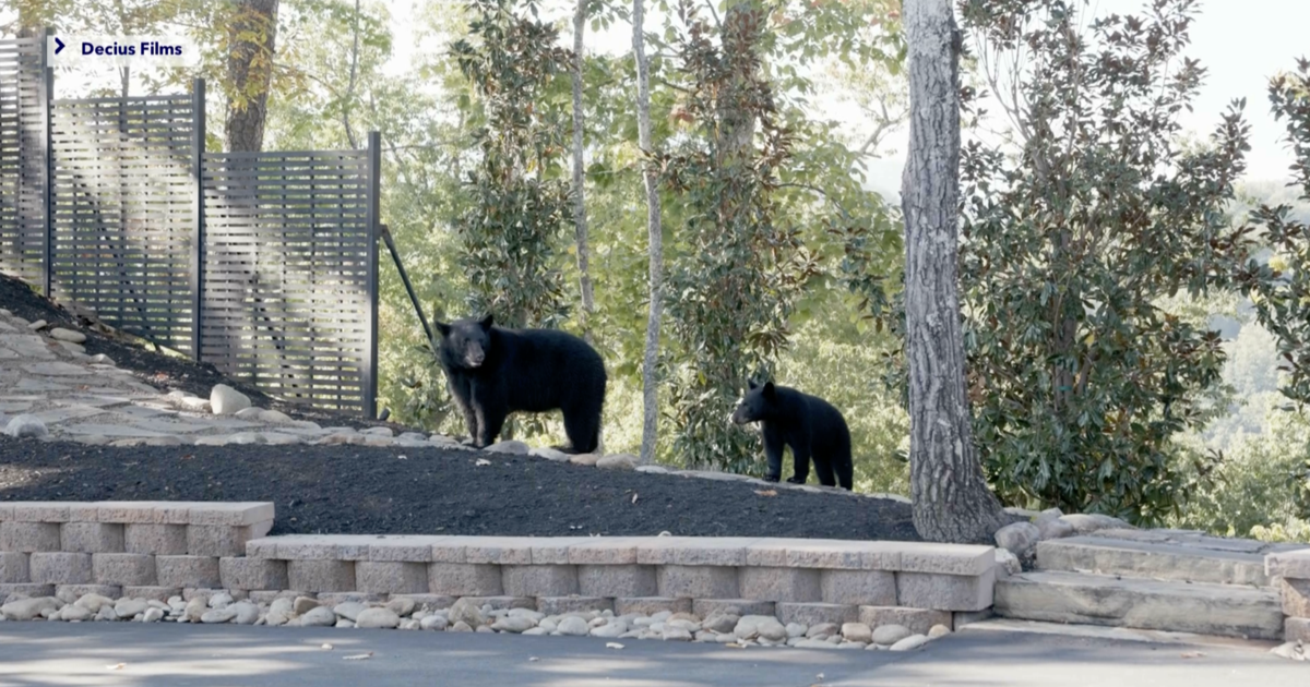 Bears crash wedding of Fort Myers couple | News