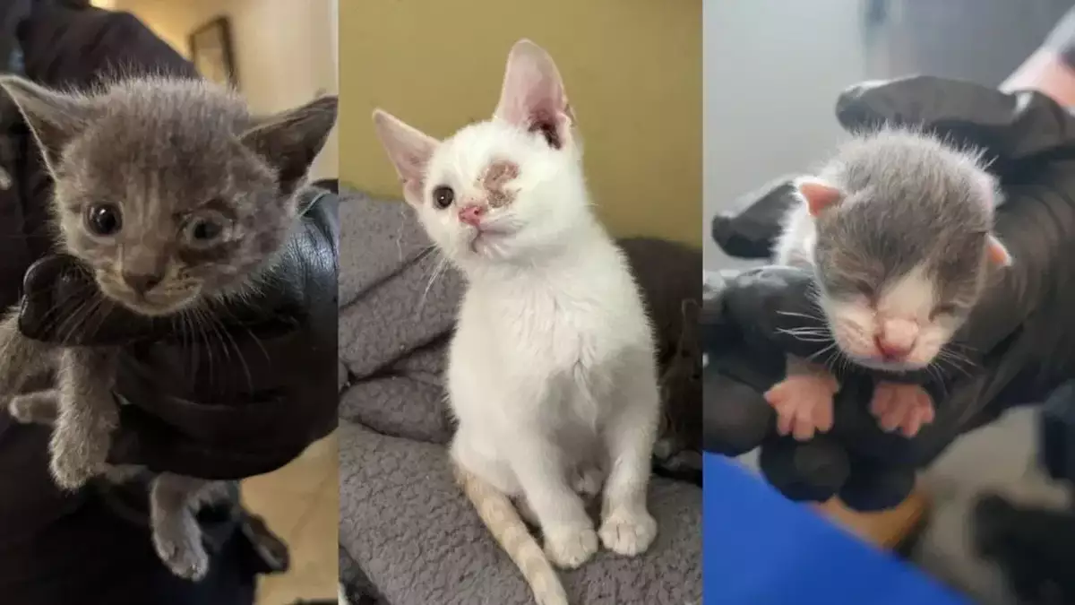 Animal Hoarding: 124 Cats Dead & Alive Are Removed From Home In Port St. Lucie | NewsRadio WFLA