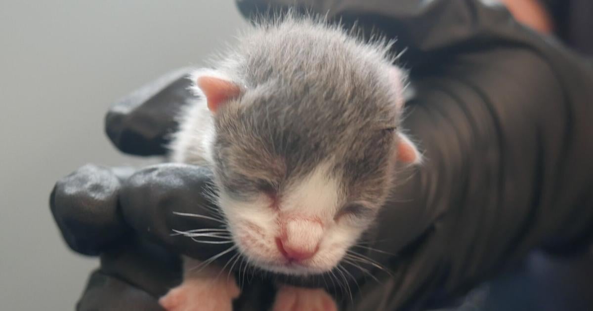 124 cats found in unsanitary PSL home | St. Lucie County