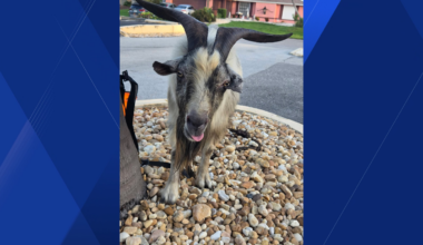 Missing goat wanders Cape Coral roads; police lead it to safety