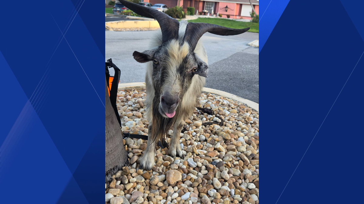 Missing goat wanders Cape Coral roads; police lead it to safety