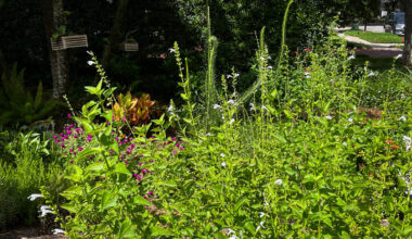 Tampa Residents Transform their Lawns to Save Water and Money