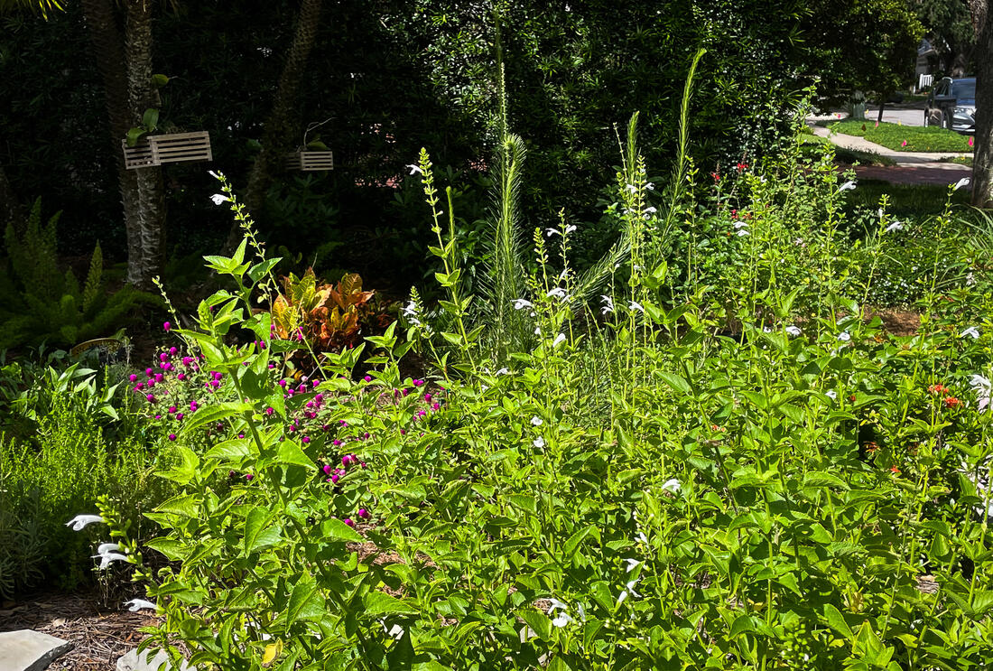Tampa Residents Transform their Lawns to Save Water and Money