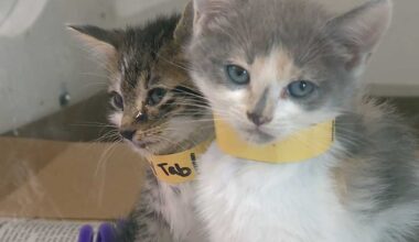 More than 120 cats, kittens found in Port St. Lucie home in alleged hoarding situation