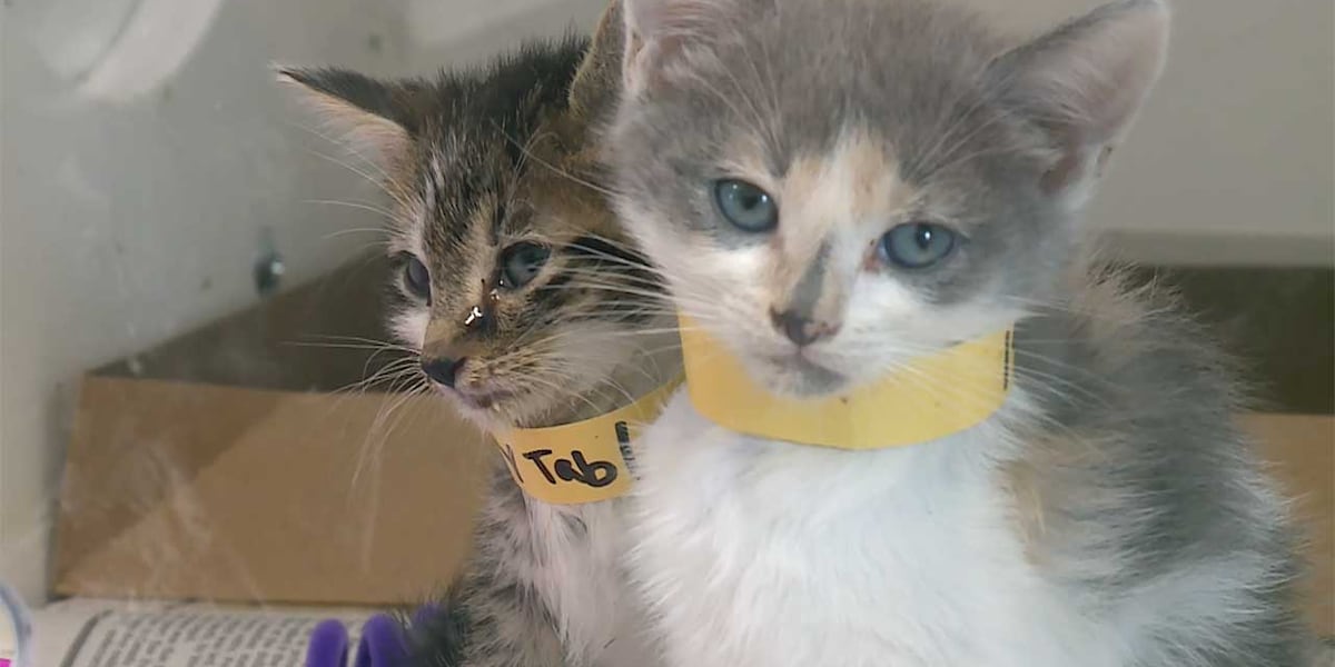 More than 120 cats, kittens found in Port St. Lucie home in alleged hoarding situation