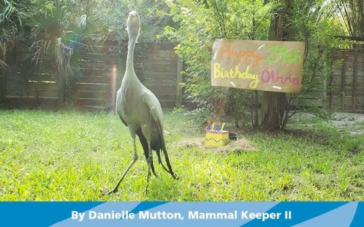 Stanley crane Olivia, shown here at her 39th birthday celebration, died at the Jacksonville Zoo and Botanical Gardens at age 43 of age-related illnesses. She the oldest known of her species in North America.