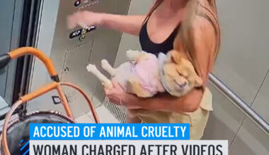 A woman is facing animal cruelty charges in Hialeah after videos showed her allegedly abusing a dog, police said. Miriam Yilian De La Rosa, 42, was booked into jail early Friday on three counts of animal cruelty, records showed. Surveillance footage released by police showed De La Rosa outside the building with three small dogs including two in a stroller and one on a leash. At one point, as De La Rosa is opening a door, the dog on the leash is able to get free and run down the sidewalk, as she chases after it and it able to grab it. #hialeah #dog #caughtoncamera #animal