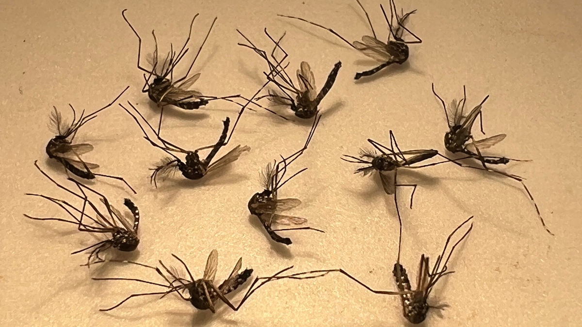 These Aedes aegypti males like these in Brevard Mosquito Control's lab are being sterilized with X-rays, then released to reduce mosquito reproduction. These are the same species that causes dengue, Zika and yellow fever. The are relatively small and often mistaken for gnats. These Aedes aegypti males like these in Brevard Mosquito Control's lab are being sterilized with X-rays, then released to reduce mosquito reproduction. These are the same species that causes dengue, Zika and yellow fever. The are relatively small and often mistaken for gnats.