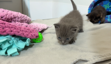 Surviving kittens recovering after being buried alive in Florida