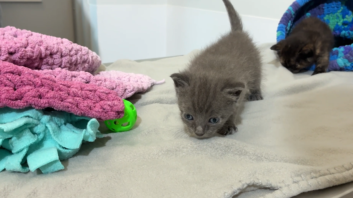 Surviving kittens recovering after being buried alive in Florida
