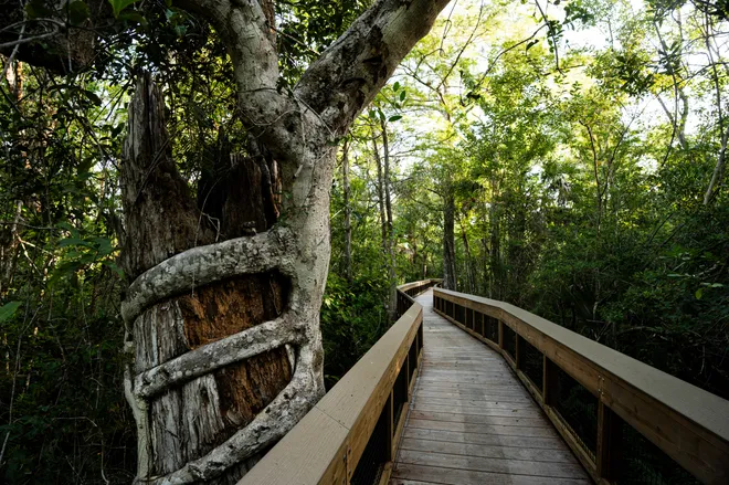 A bald cypress tree wrapped with a strangler fig is seen at Big Cypress Bend Boardwalk in Fakahatchee Strand on Tuesday, May 26, 2026. The Fakahatchee Strand is part of the Everglades system.