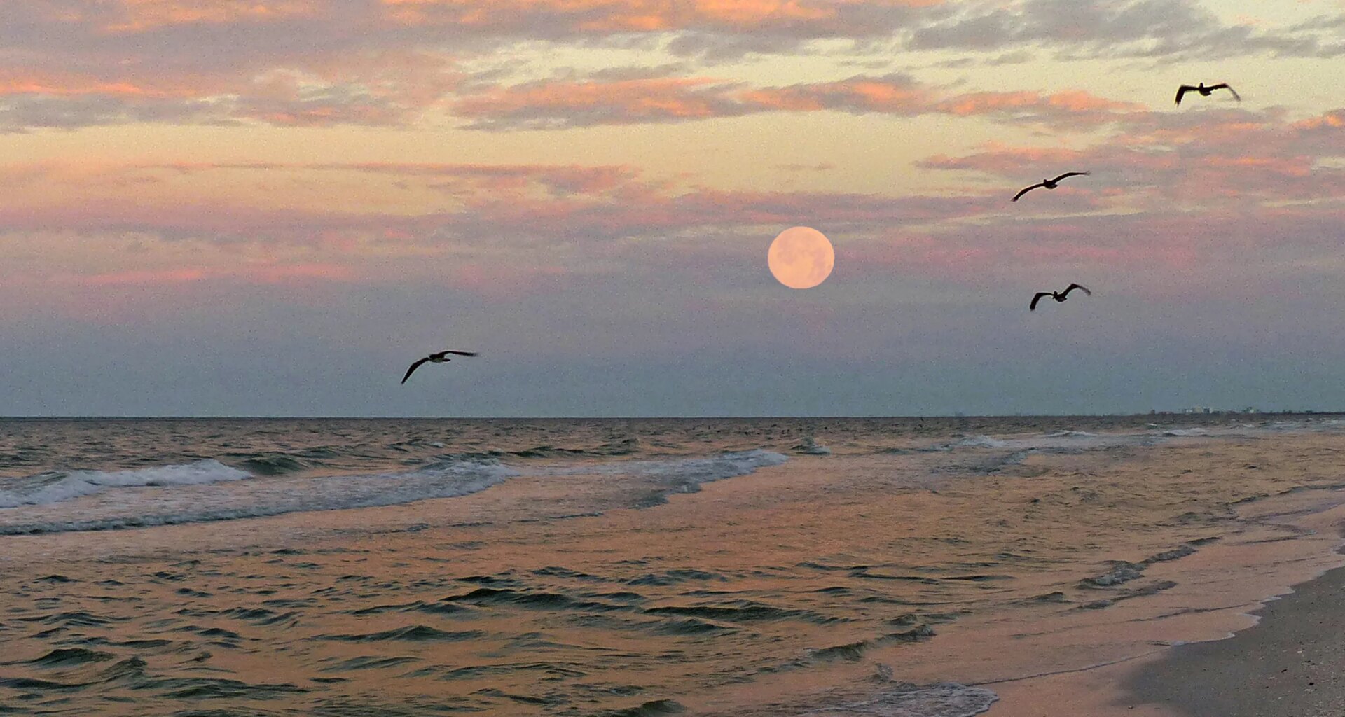 Fort Myers, Naples, SW Florida photos: Deer, moonset