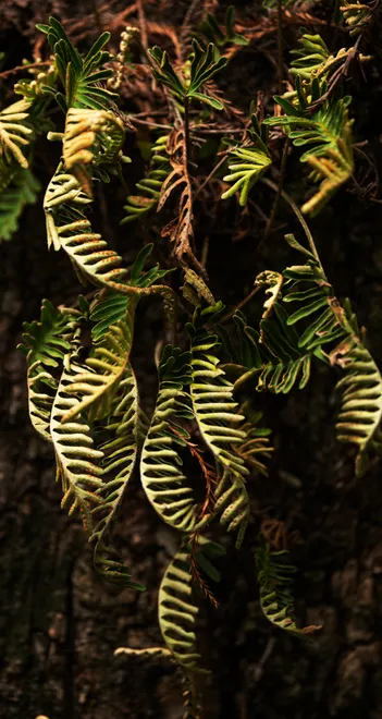 Resurrection fern is seen at Six Mile Cypress Slough in Fort Myers on Wednesday, Oct. 7, 2026. The fern springs to life when it is exposed to rain and then shrivels up when it is dry.