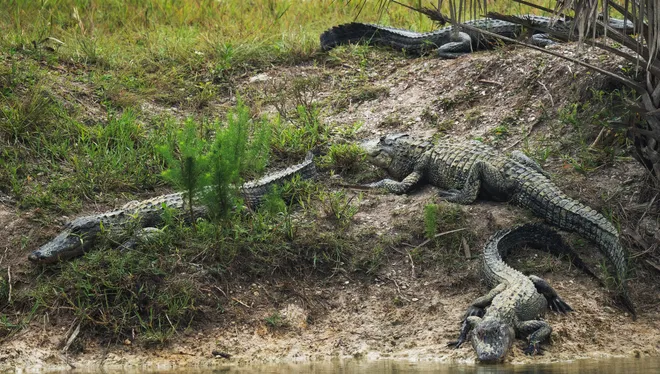 Multiple alligators rest on the banks of  a pond at Okaloacoochee Slough State Forest in Felda on Thursday, Oct. 1, 2026.