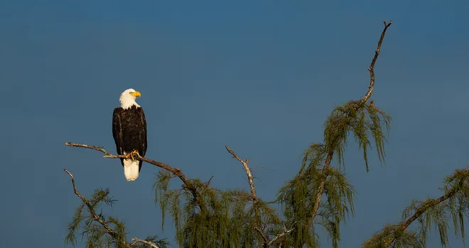 A bald eagle perches near a nest off of Alico Road in Fort Myers on Wednesday, Sept. 30, 2026.