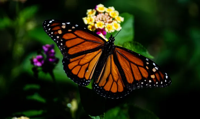 A viceroy butterfly gets nectar from a wildflower at Lakes Park in Fort Myers