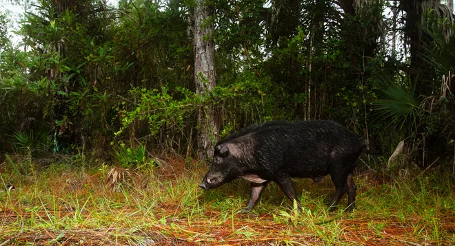 A wild hog moves Corkscrew Regional Ecosystem Watershed on Wednesday, Oct. 7, 2026. Photographed using a remote sensor camera or camera trap.