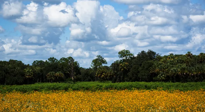 A field of Southeastern Sunflowers bloom along County Road 846 just east  of Immokalee in Collier County on Monday, Oct. 5, 2026. There is brief window when the flowers can be seen throughout parts of Southwest Florida including Pepper Ranch and Audubon’s Corkscrew Swamp Sanctuary. To see them at Pepper Ranch, a timed entry reservation has to be made through eventbrite. Audubon’s Corkscrew Swamp Sanctuary has a boardwalk and an admission fee that can be found at their website. This was photographed from the shoulder of a two lane road, caution is advised on this stretch of roadway due to traffic. These flowers may not blooming now.
