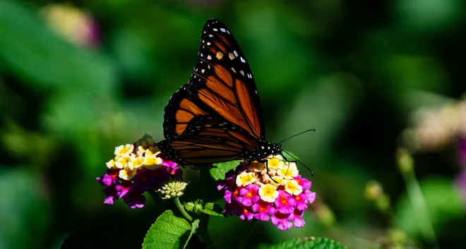 A viceroy butterfly gets nectar from a wildflower at Lakes Park in Fort Myers