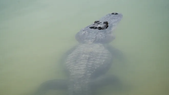 An alligator rests in a pond at Okaloacoochee Slough State Forest in Felda on Thursday, Oct. 1, 2026.