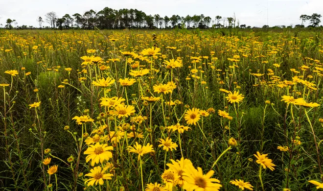 Yellow wild flowers bloom at Okaloacoochee Slough State Forest in Felda on Thursday, Oct. 1, 2026.