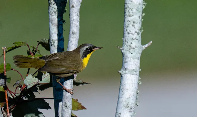 A common yellowthroat warbler makes a brief appearance before disappearing in the foliage at Lakes Park in Fort Myers on Tuesday, Oct. 13, 2026.