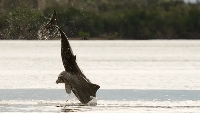 A pair of bottlenose dolphins breach near New Pass between Lovers Key and Bonita Beach on Wednesday, Sept. 23, 2026.