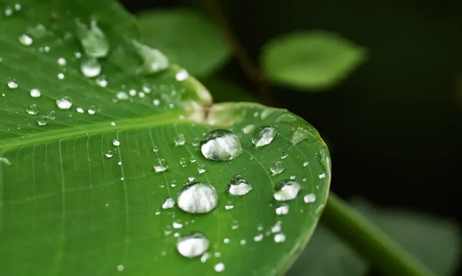 Droplets of water from a recent rain pool on alligator flag at Six Mile Cypress Slough on Wednesday, Oct. 7, 2026.