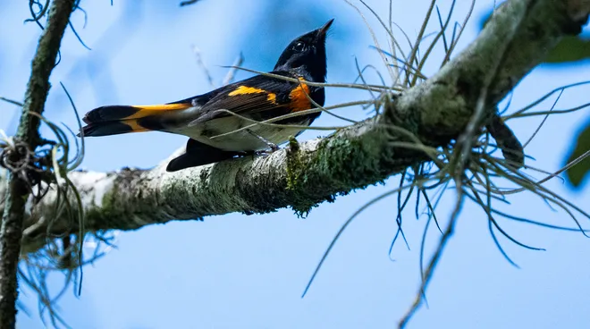 An American redstart feeds at Corkscrew Regional Ecosystem Watershed on Monday, Oct. 12, 2026. The warbler migrates through Southwest Florida.
