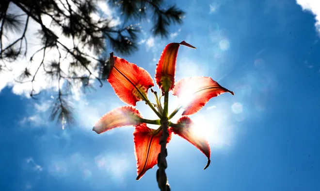 A pine lily or Catesby’s lily blooms in the Corkscrew Regional Ecosystem Watershed on Wednesday, Sept. 9, 2026. The stunning flower blooms in late summer to early fall and can be seen wet flat woods, wet prairies and savannas.  Depending on time of year and conditions, numerous blooms can be viewed on CREW lands.