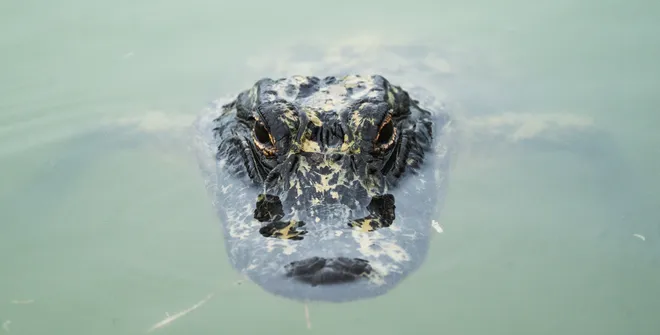 An alligator rests in a pond at Okaloacoochee Slough State Forest in Felda on Thursday, Oct. 1, 2026.