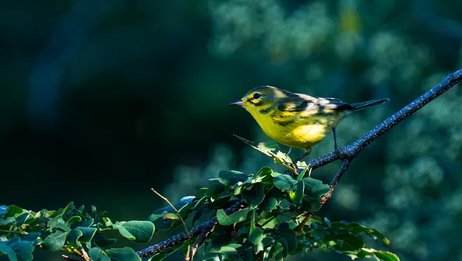 A prairie warbler flits through the foliage at Lakes Park in Fort Myers on Tuesday, Oct. 13, 2026. The striking warbler migrates through Southwest Florida.