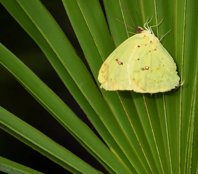 A cloudless sulphur butterfly rests on a saw palmetto from at Okaloacoochee Slough State Forest in Felda on Thursday, Oct. 1, 2026.