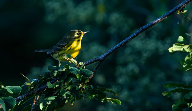 A prairie warbler flits through the foliage at Lakes Park in Fort Myers on Tuesday, Oct. 13, 2026. The striking warbler migrates through Southwest Florida.