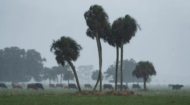 Cows move over a pasture as rainfall continues near Felda on Thursday, Oct. 1, 2026.