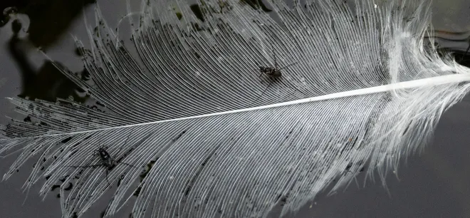 A bird feather hosts a couple of water insects at Six Mile Cypress Slough Preserve in Fort Myers on Wednesday, Oct. 7, 2026.