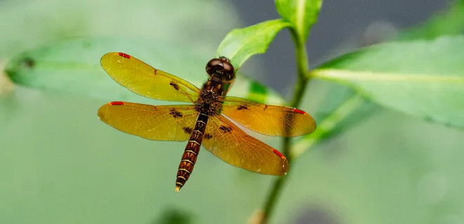 A dragon fly perches on foliage at Six Mile Slough Preserve in Fort Myers on Wednesday, Oct. 7, 2026.