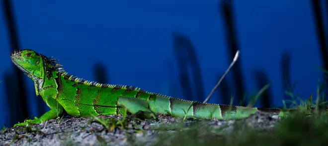 An iguana is seen at Lakes Park in Fort Myers on Tuesday, Oct. 13, 2026. The invasive reptiles are a concern for the environment in Southwest Florida.