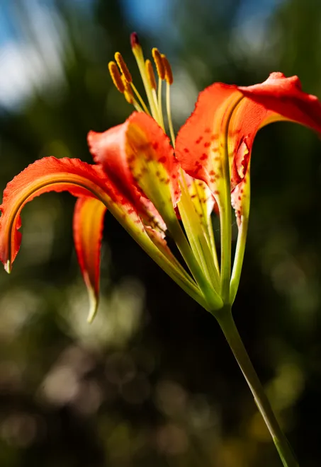 A pine lily or Catesby’s lily blooms in the Corkscrew Regional Ecosystem Watershed on Wednesday, Sept. 9, 2026. The stunning flower blooms in late summer to early fall and can be seen wet flat woods, wet prairies and savannas.  Depending on time of year and conditions, numerous blooms can be viewed on CREW lands.