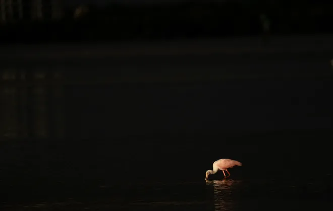 A reseat spoonbill feeds in Estero Bay near Near Pass between Fort Myers Beach and Bonita Beach  on Wednesday, Sept. 23, 2026.