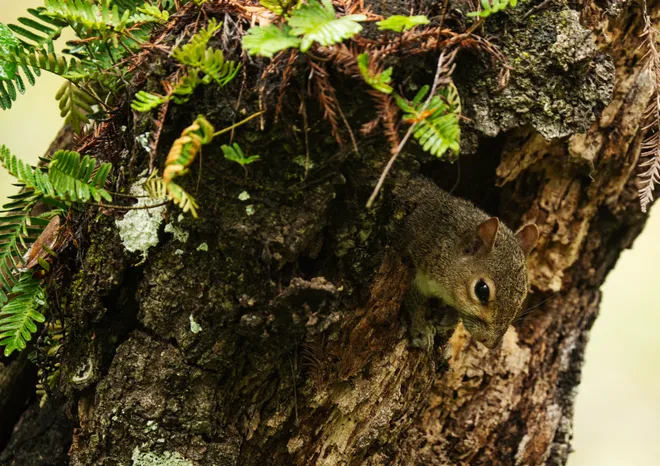 A squirrel peaks out of an opening in a tree during a brief rain at Six Mile Cypress Slough Preserve  in Fort Myers on Wednesday, Oct. 7, 2026.