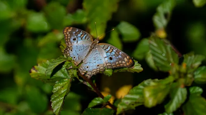 A peacock butterfly perches on a foliage at Lakes Parkin Fort Myers on Tuesday, Oct. 13, 2026.