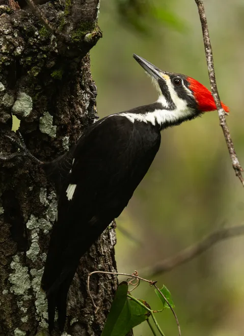A pileated woodpecker feeds at Six Mile Cypress Slough Preserve in Fort Myers on Wednesday, Oct. 7, 2026.