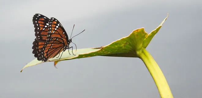 A viceroy butterfly perches on a lily pad at Six Mile Cypress Slough Preserve in Fort Myers on Wednesday, Oct. 7, 2026.