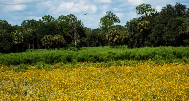 A field of Southeastern Sunflowers bloom along County Road 846 just east  of Immokalee in Collier County on Monday, Oct. 5, 2026. There is brief window when the flowers can be seen throughout parts of Southwest Florida including Pepper Ranch and Audubon’s Corkscrew Swamp Sanctuary. To see them at Pepper Ranch, a timed entry reservation has to be made through eventbrite. Audubon’s Corkscrew Swamp Sanctuary has a boardwalk and an admission fee that can be found at their website. This was photographed from a two lane road, caution is advised on this stretch of roadway due to traffic. These flowers may not blooming now.