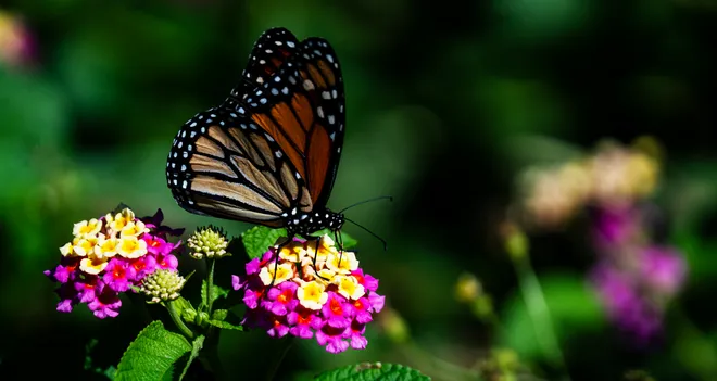 A viceroy butterfly gets nectar from a wildflower at Lakes Park in Fort Myers
