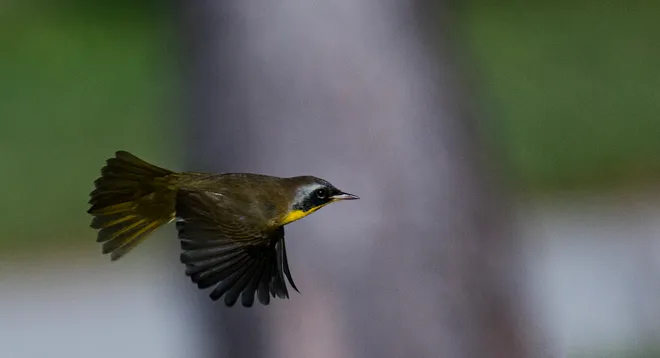 A common yellowthroat warbler makes a brief appearance before disappearing in the foliage at Lakes Park in Fort Myers on Tuesday, Oct. 13, 2026.