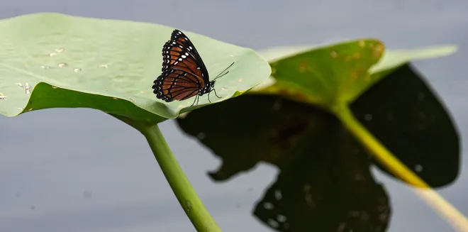 A viceroy butterfly perches on a lily pad at Six Mile Cypress Slough Preserve in Fort Myers on Wednesday, Oct. 7, 2026.