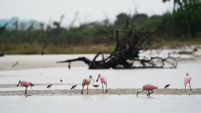 Roseat spoonbills feed at Bunche Beach Preserve in south Fort Myers on Wednesday, Oct. 7, 2026.