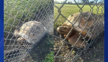 African spurred tortoise spotted in Cape Coral
